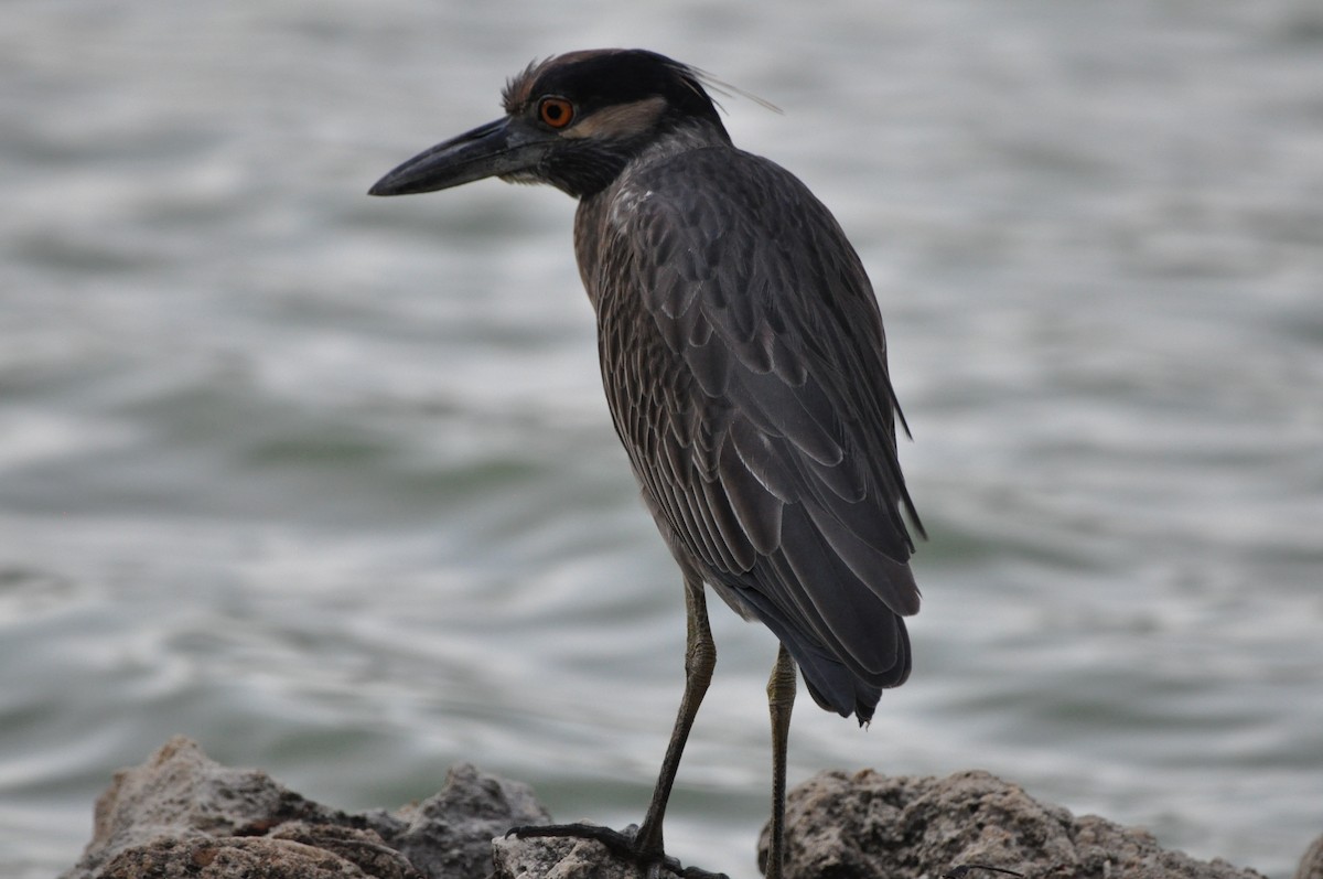 Sarı Tepeli Gece Balıkçılı - ML647860965