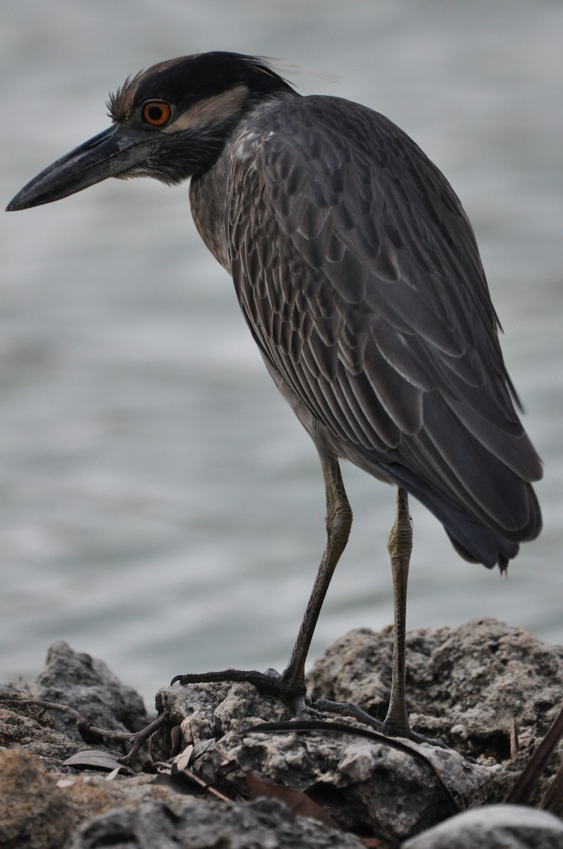 Sarı Tepeli Gece Balıkçılı - ML647860966