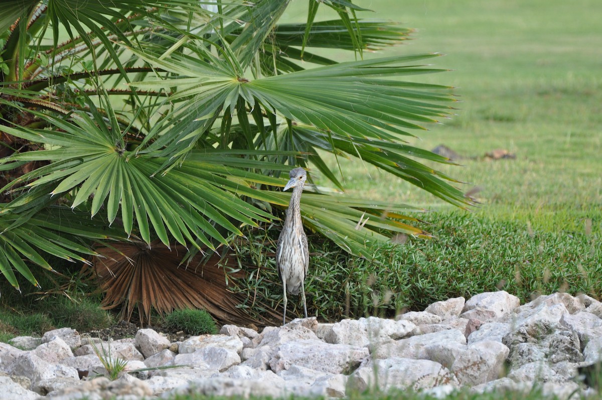 Sarı Tepeli Gece Balıkçılı - ML647860967