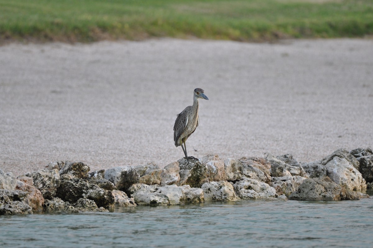 Sarı Tepeli Gece Balıkçılı - ML647860968