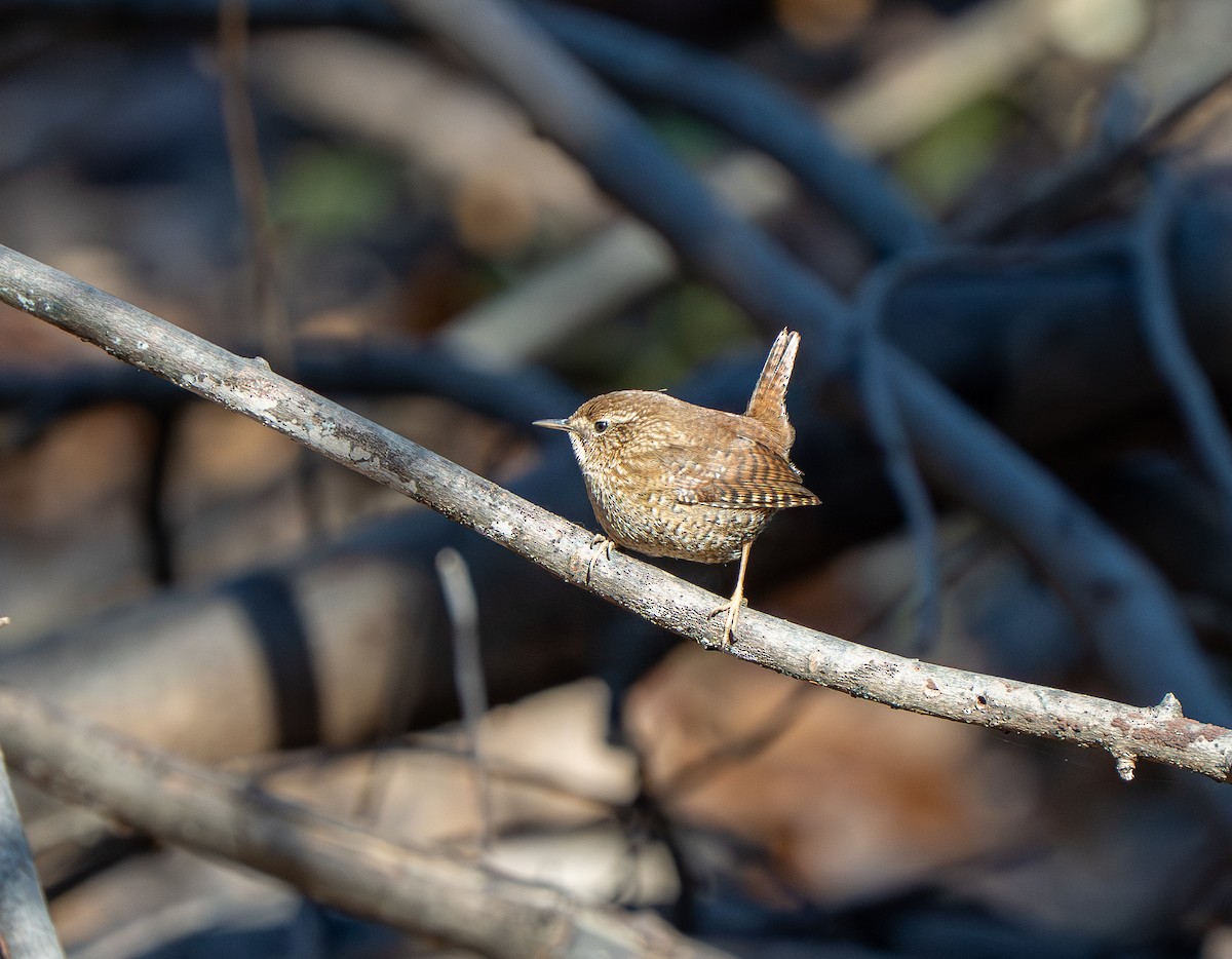 střízlík kanadský - ML647860974