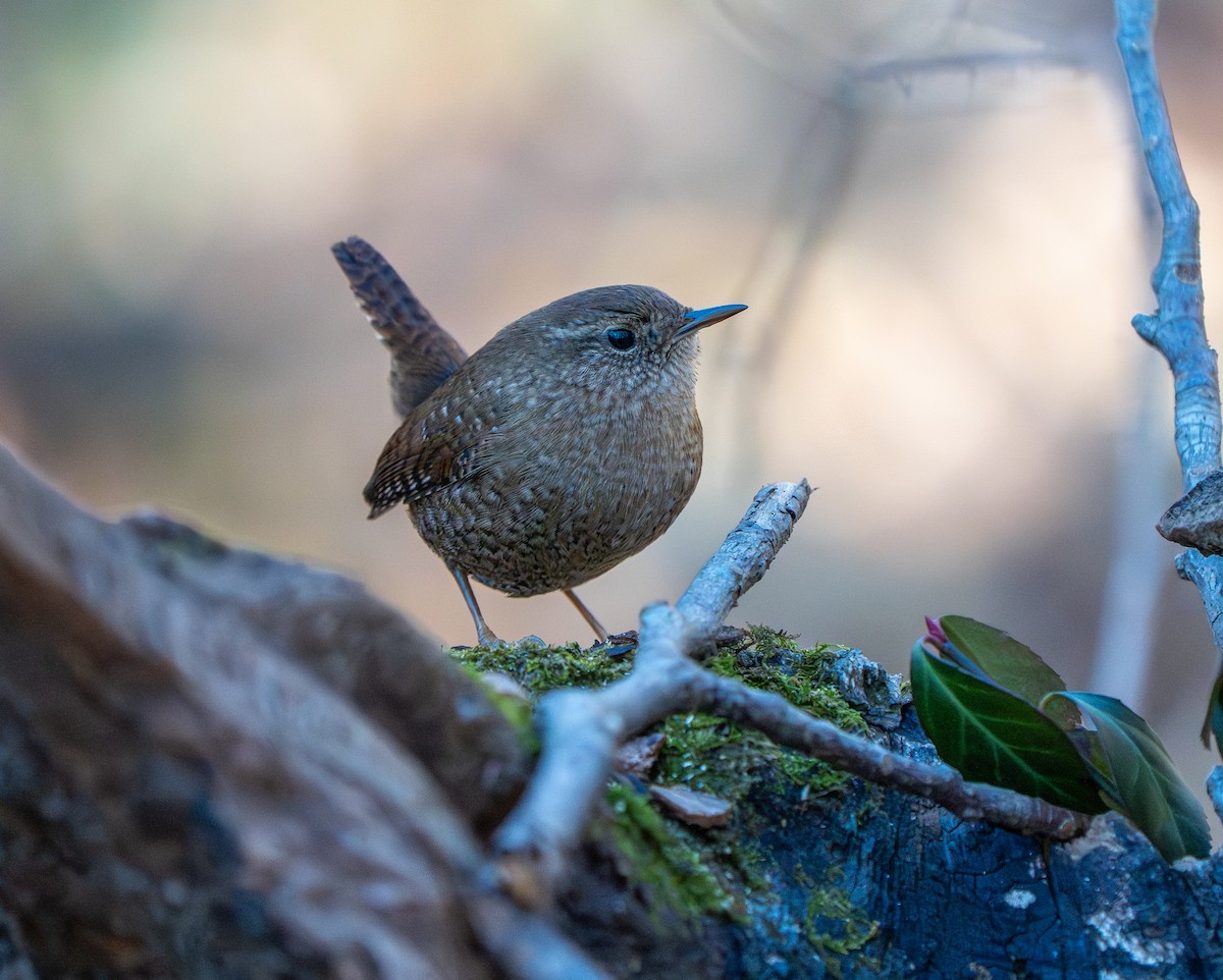 střízlík kanadský - ML647860975