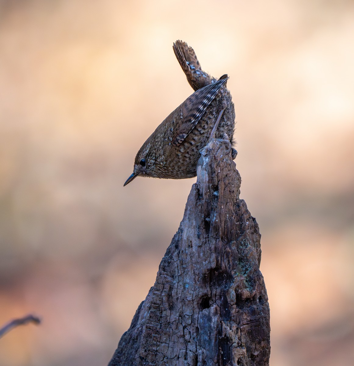 střízlík kanadský - ML647860976