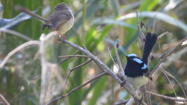 Малюр сапфіровий - ML647860986