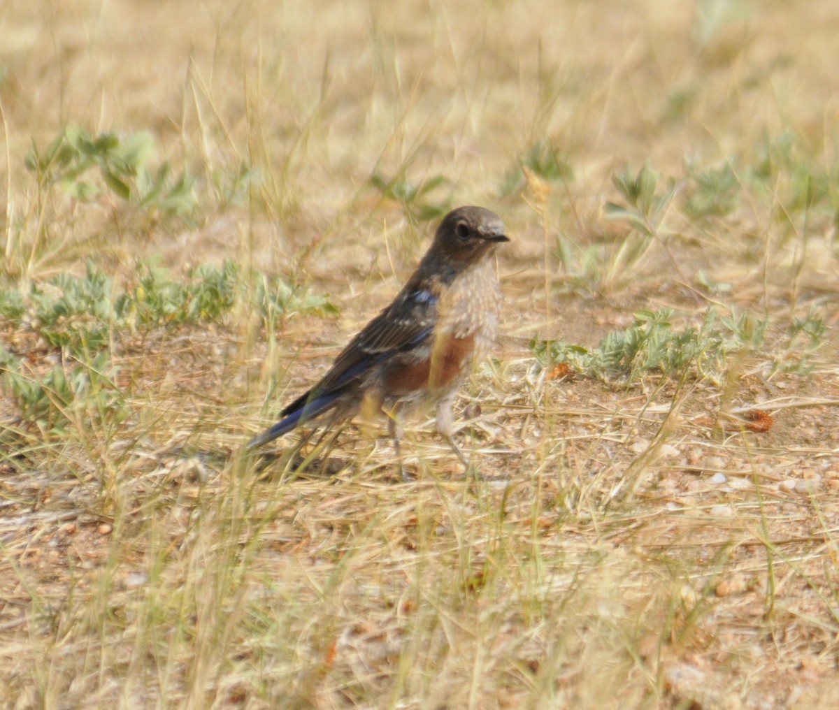 Western Bluebird - ML647860987