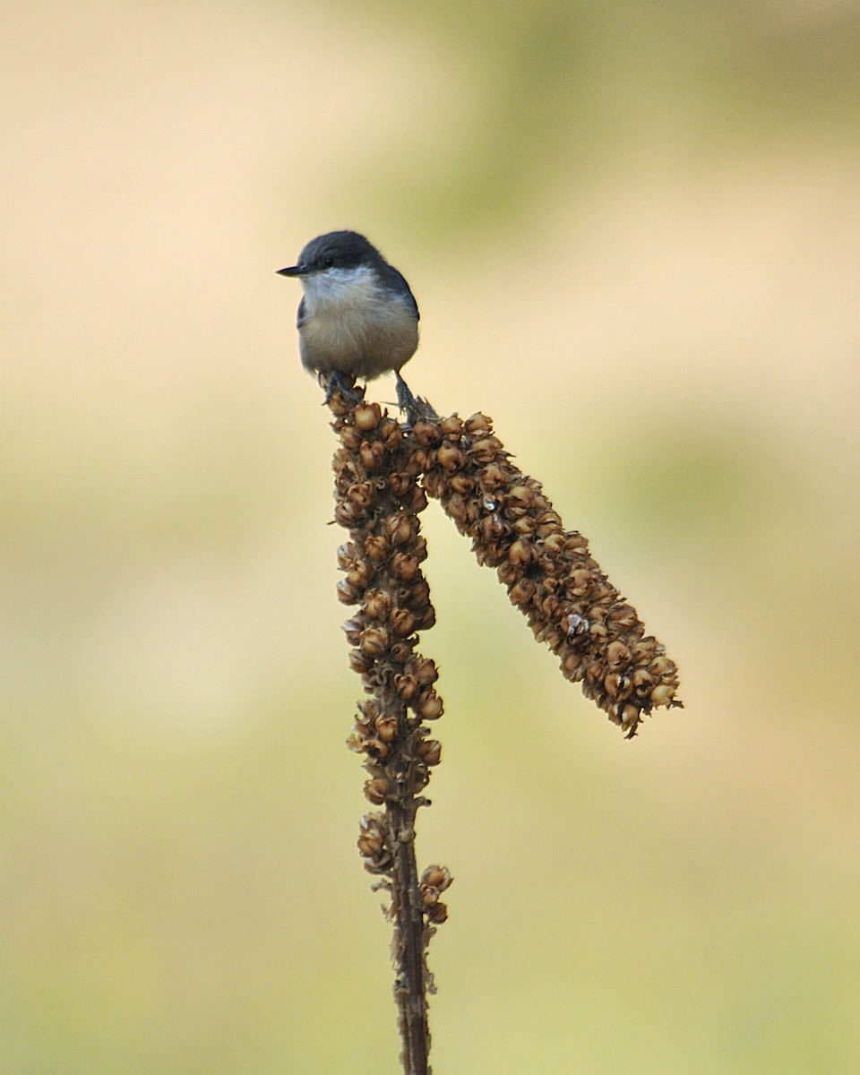 Pygmy Nuthatch - ML647860991