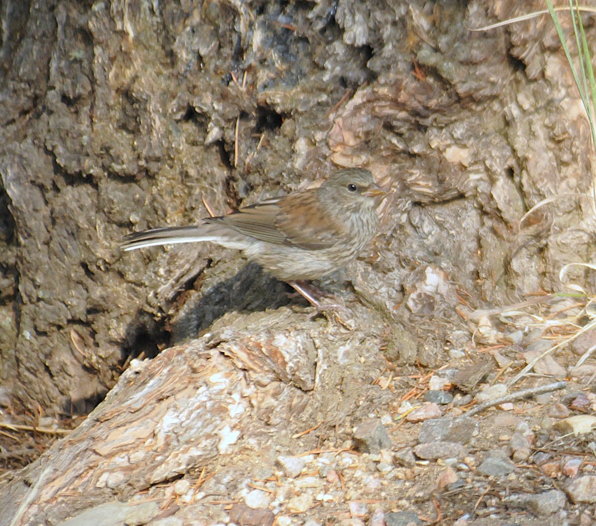 Dark-eyed Junco (Gray-headed) - ML647860999