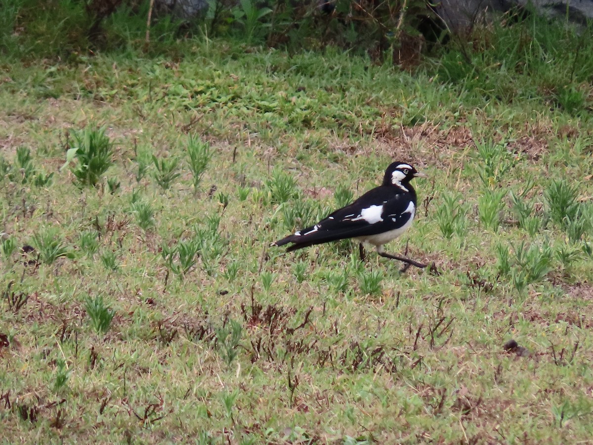 Magpie-lark - ML647861000