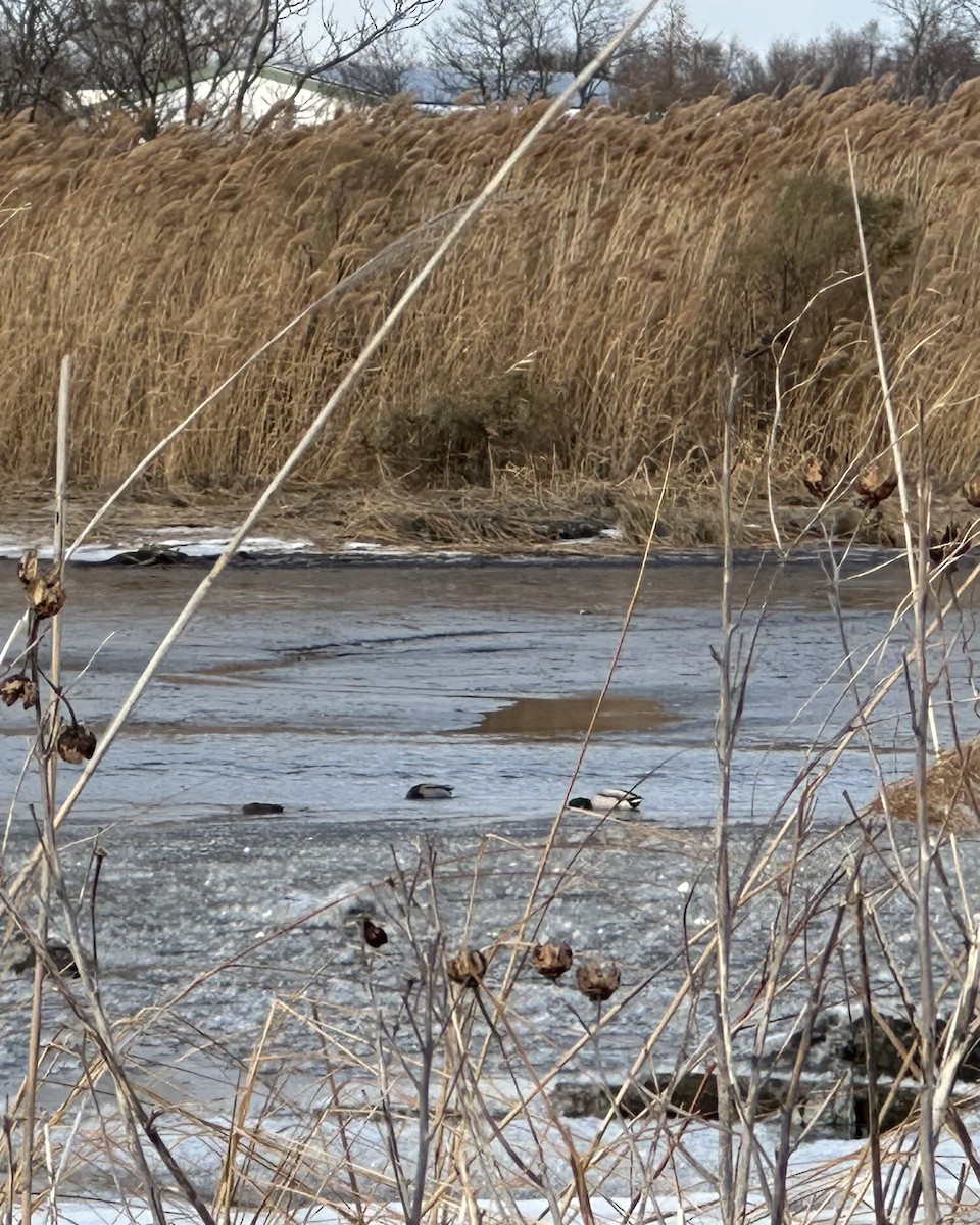 Mallard - ML647861001