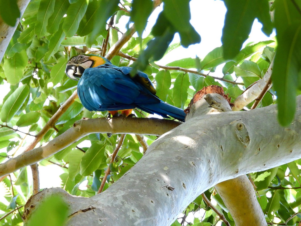 Blue-and-yellow Macaw - ML647861003