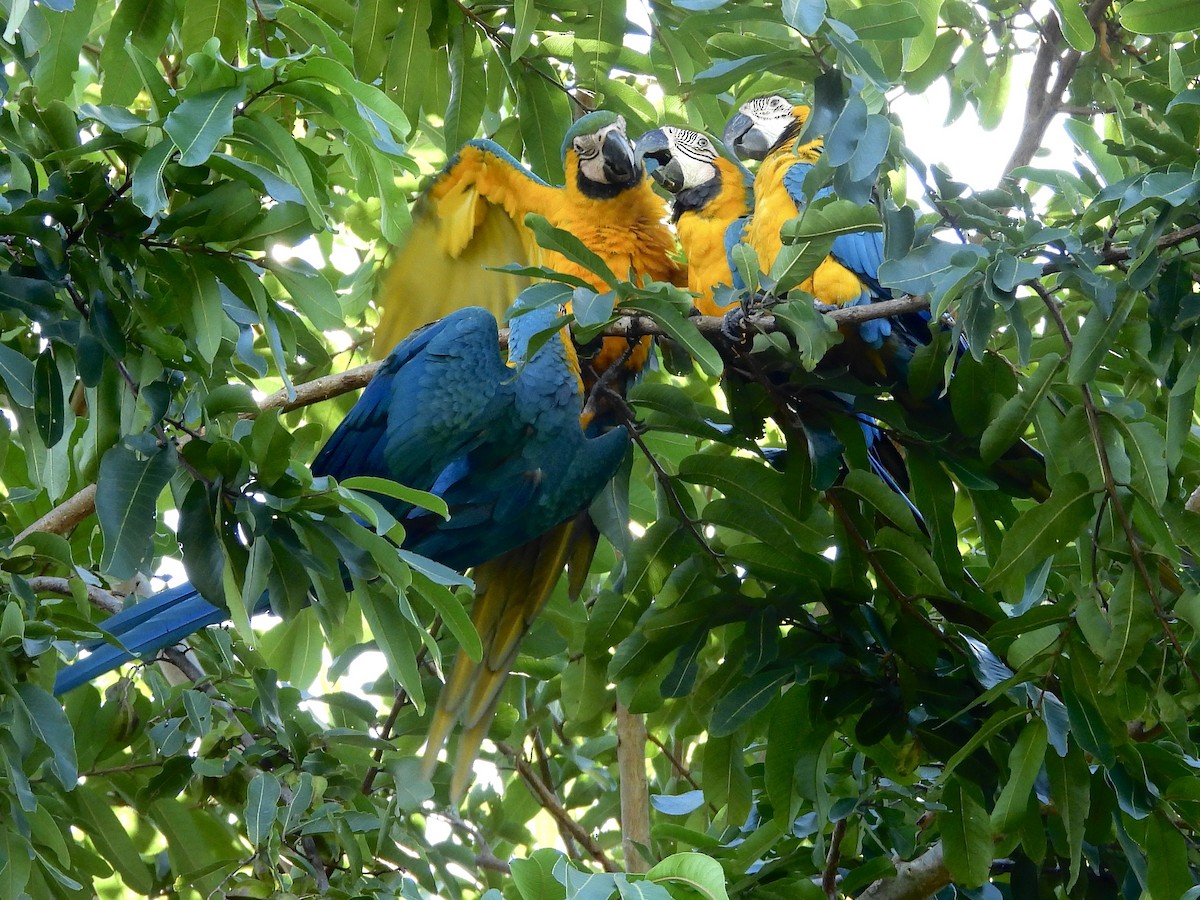 Blue-and-yellow Macaw - ML647861006