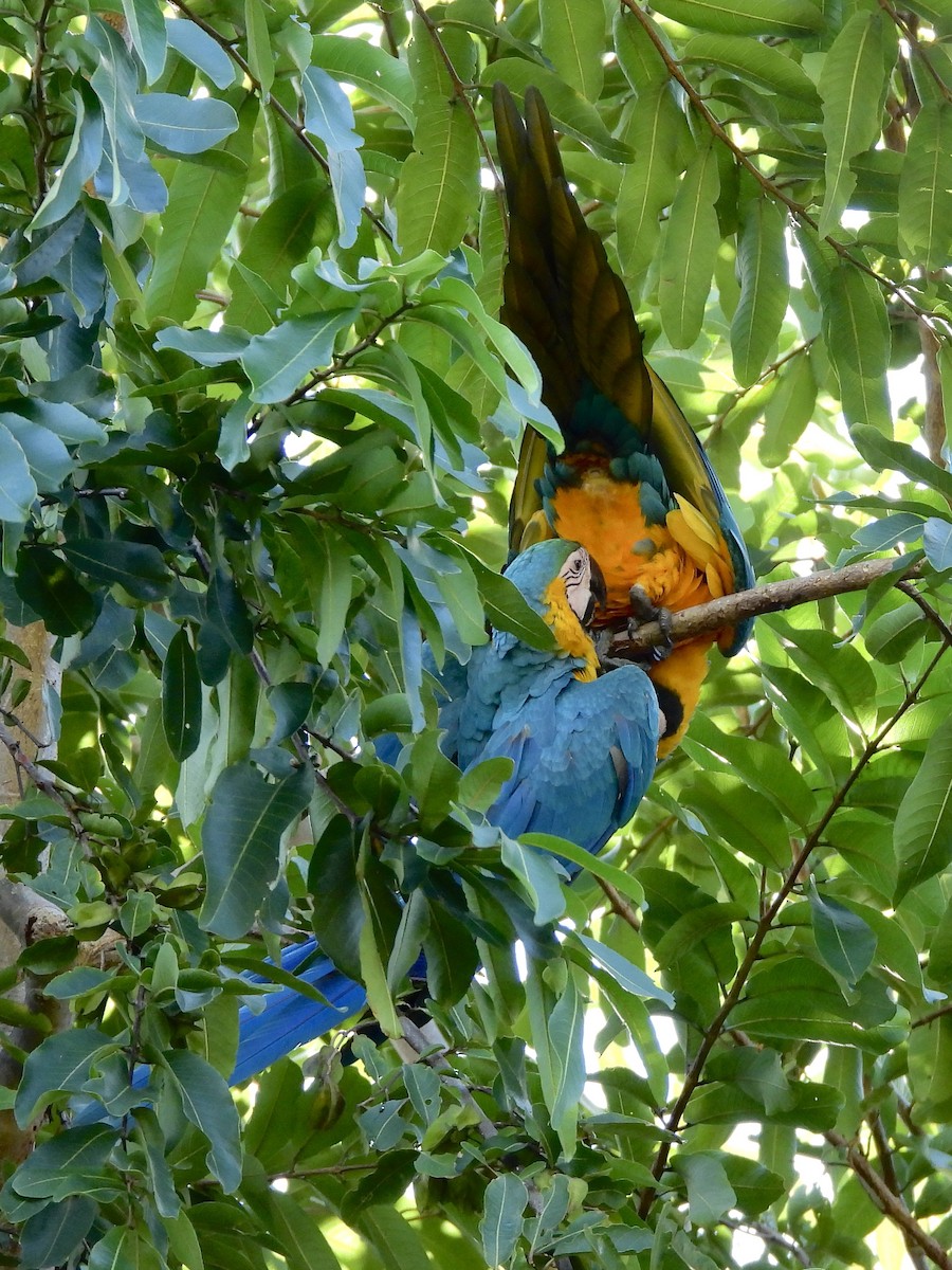 Blue-and-yellow Macaw - ML647861007
