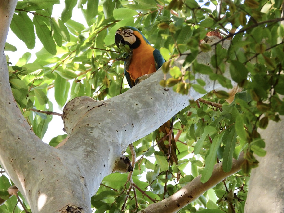 Blue-and-yellow Macaw - ML647861008