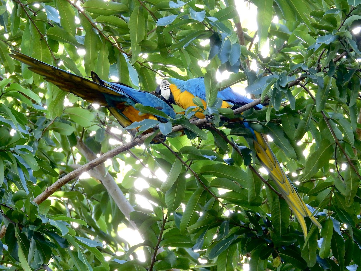 Blue-and-yellow Macaw - ML647861009