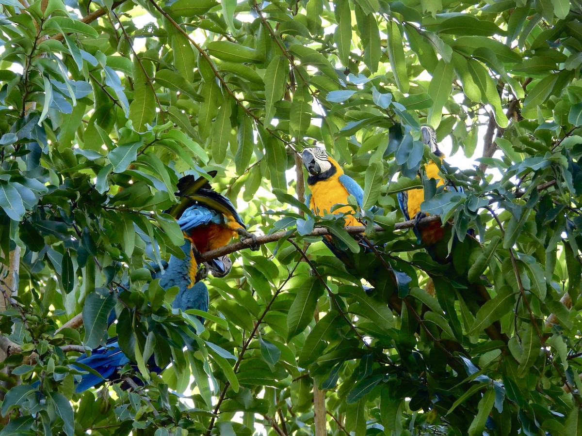 Blue-and-yellow Macaw - ML647861010