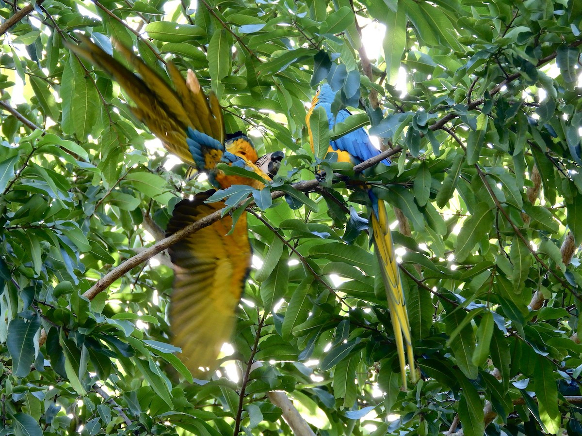 Blue-and-yellow Macaw - ML647861011