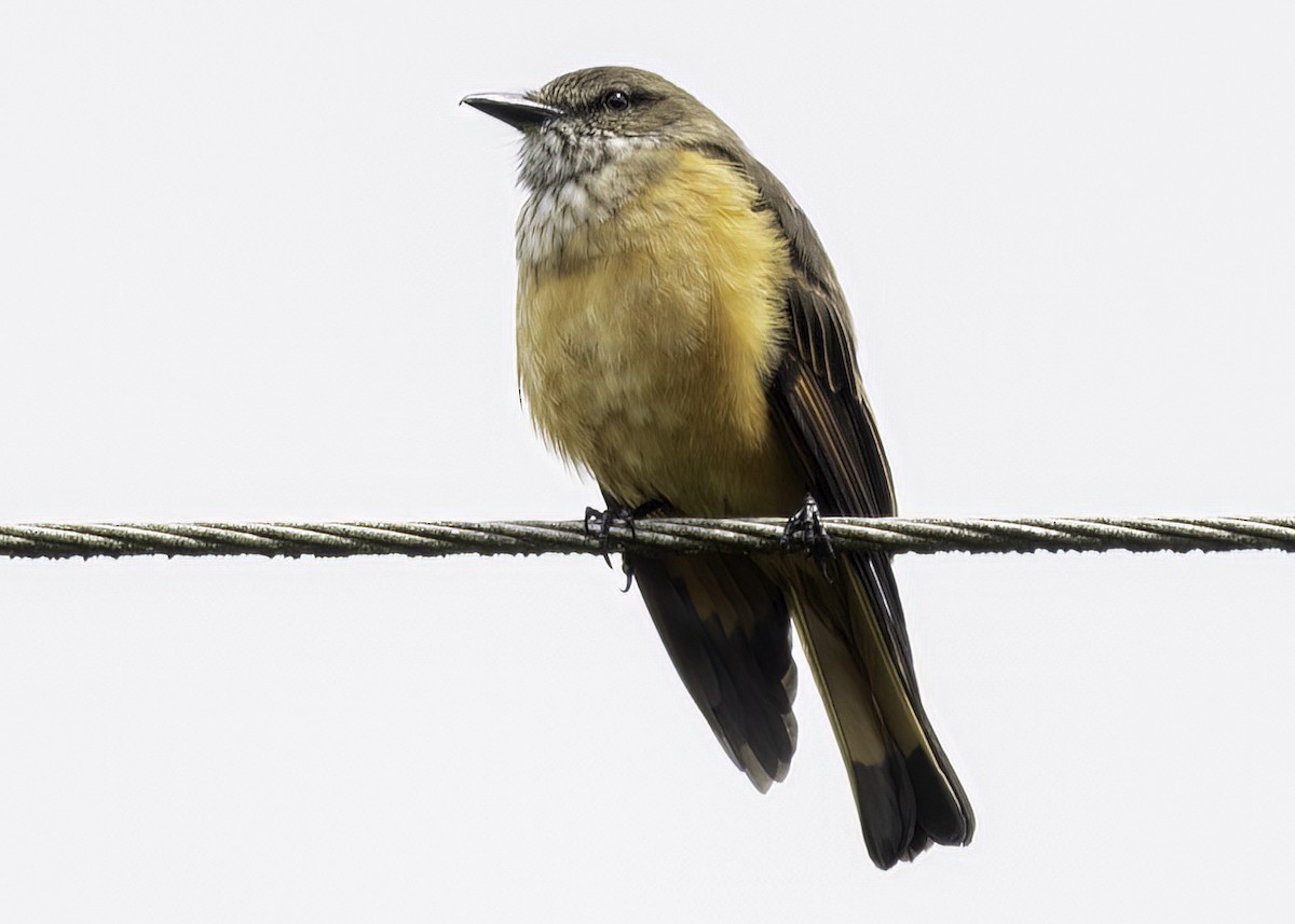 Streak-throated Bush-Tyrant - ML647861012