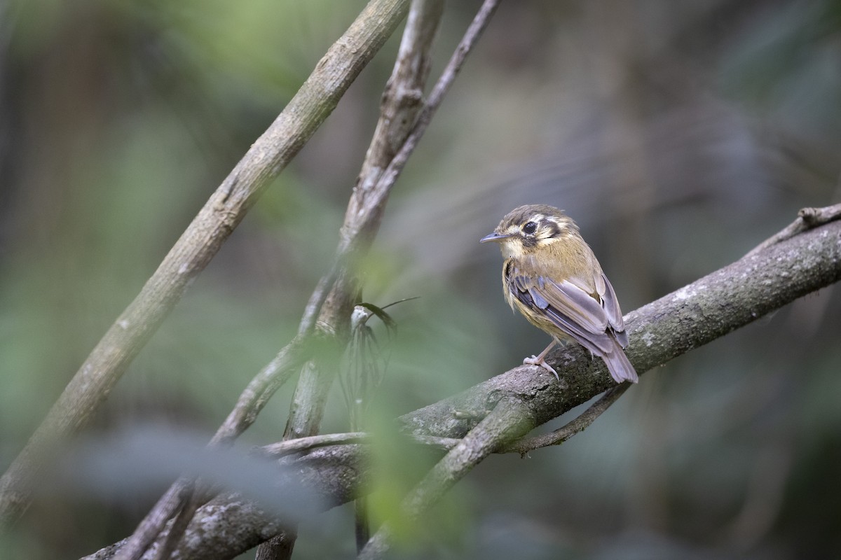 White-throated Spadebill - ML647861013