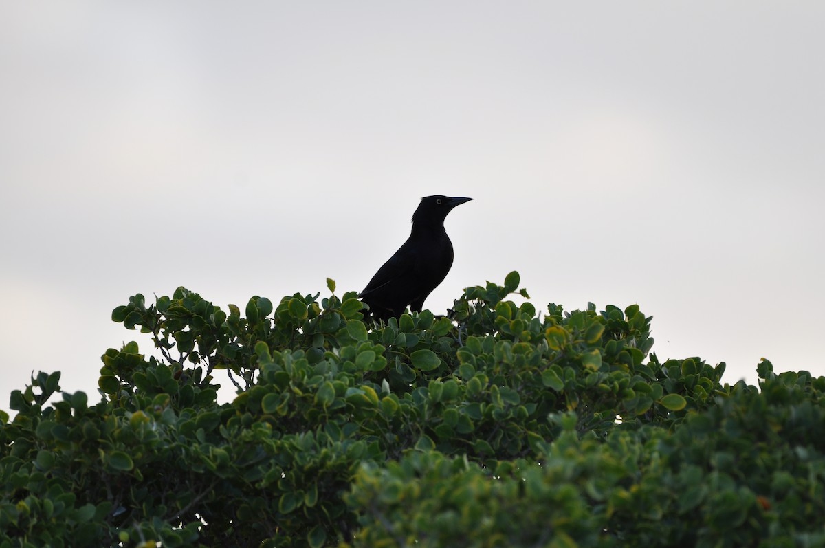 Carib Grackle - ML647861014