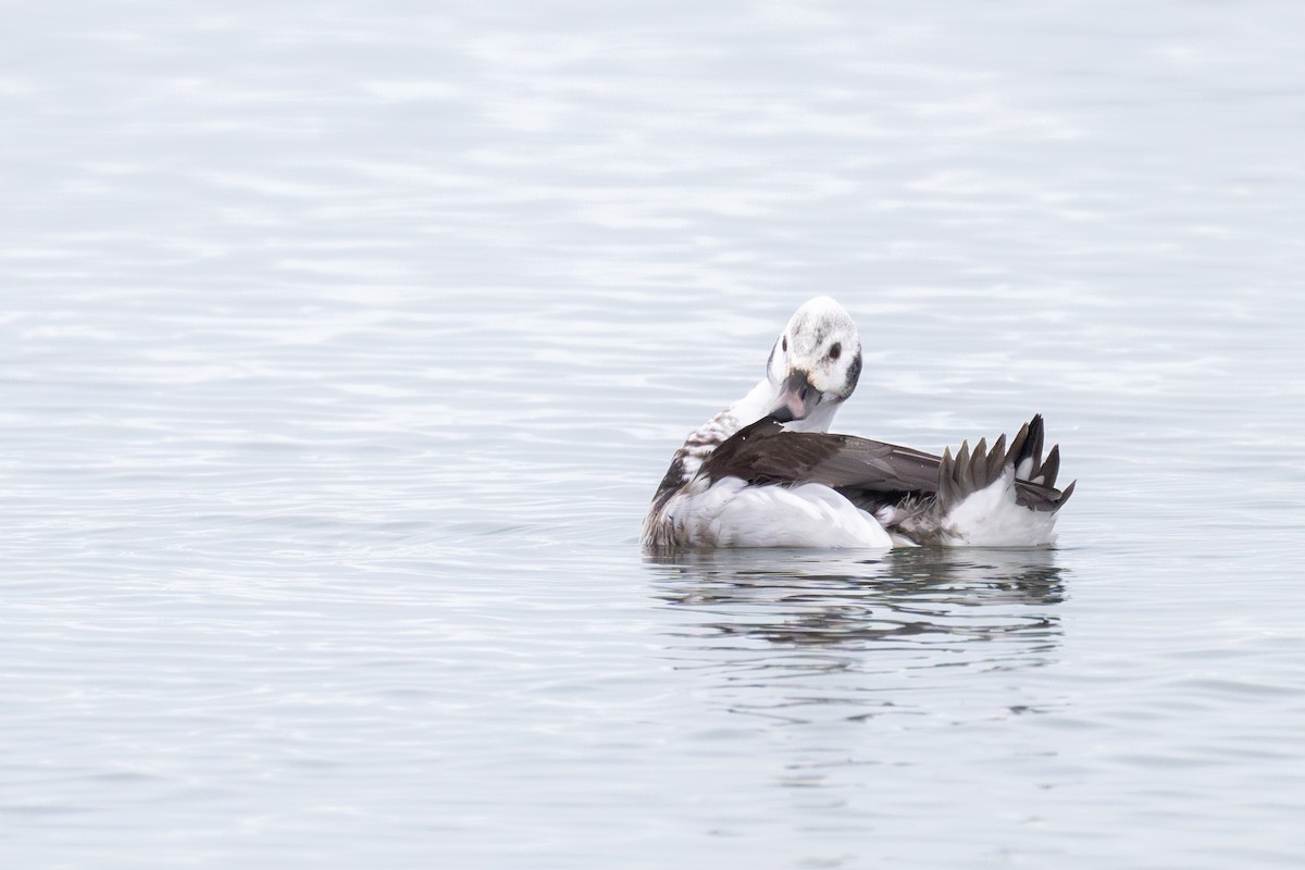 Long-tailed Duck - ML647861016