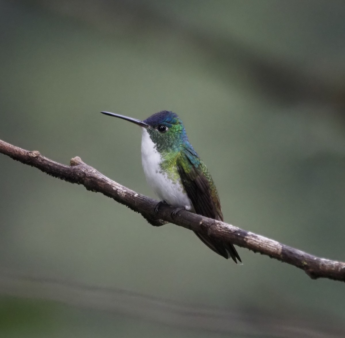 Andean Emerald - ML647861017