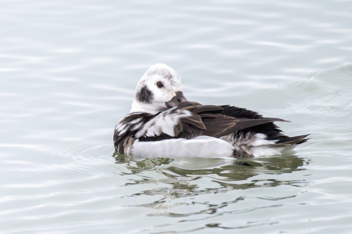 Long-tailed Duck - ML647861024