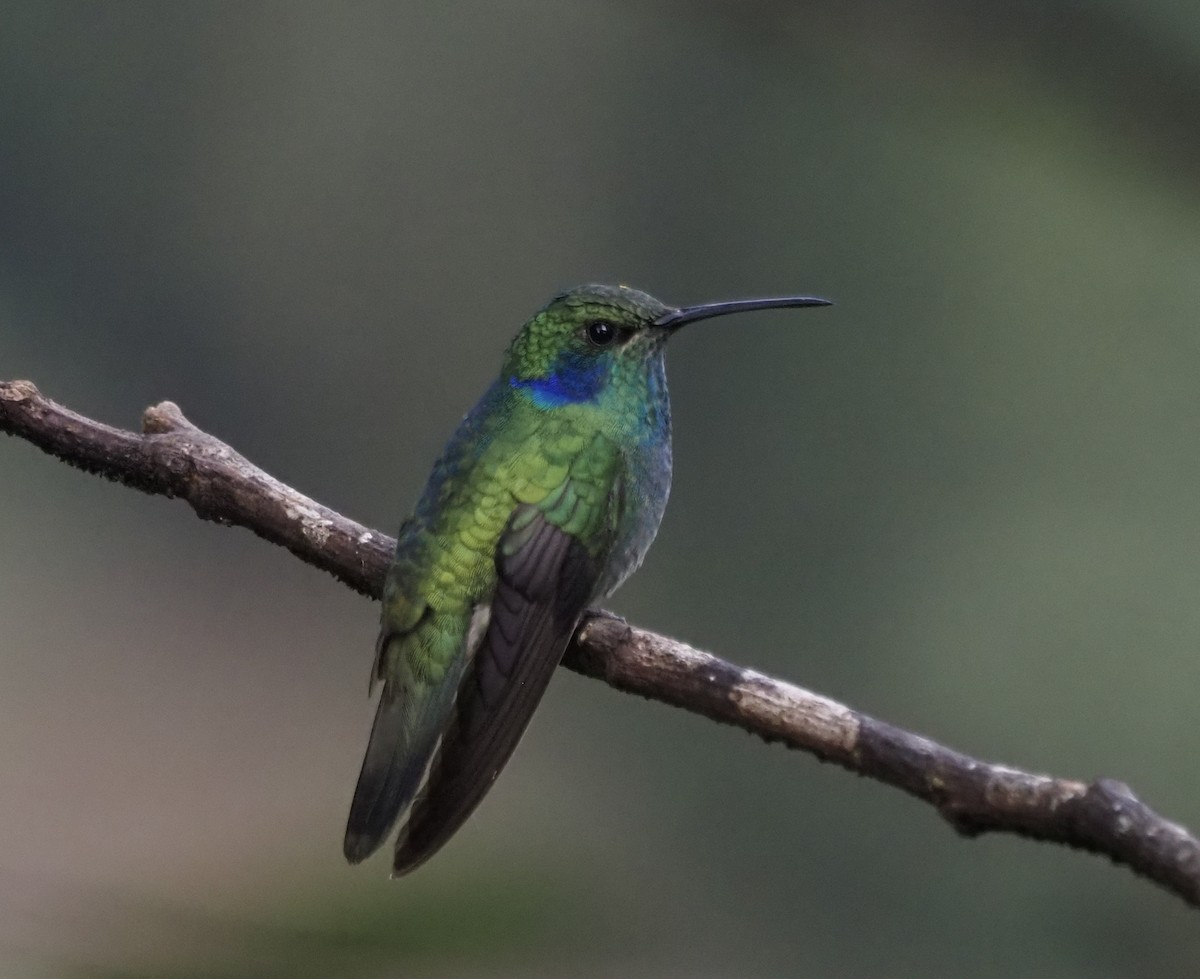 Lesser Violetear - ML647861026
