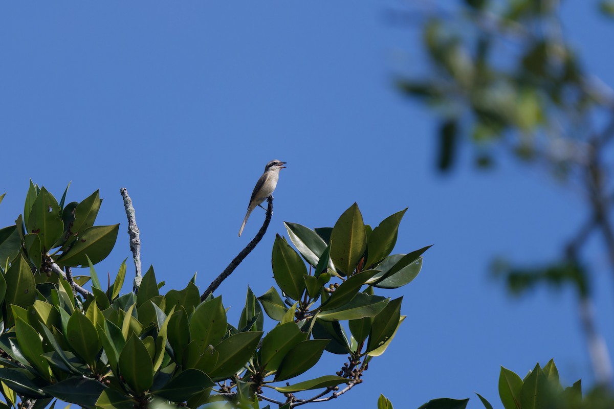 Brown Shrike - ML647861027