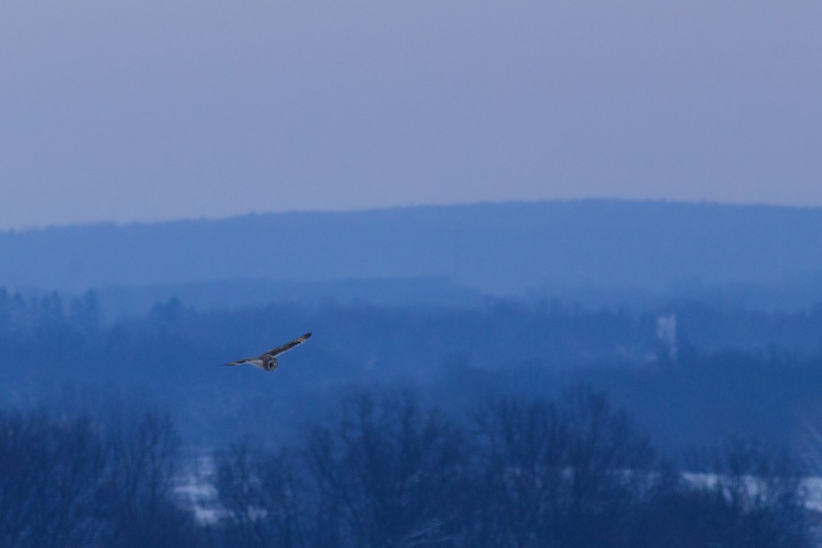 Short-eared Owl (Northern) - ML647861028