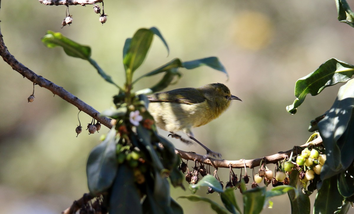 Hawaii Amakihi - ML647861029
