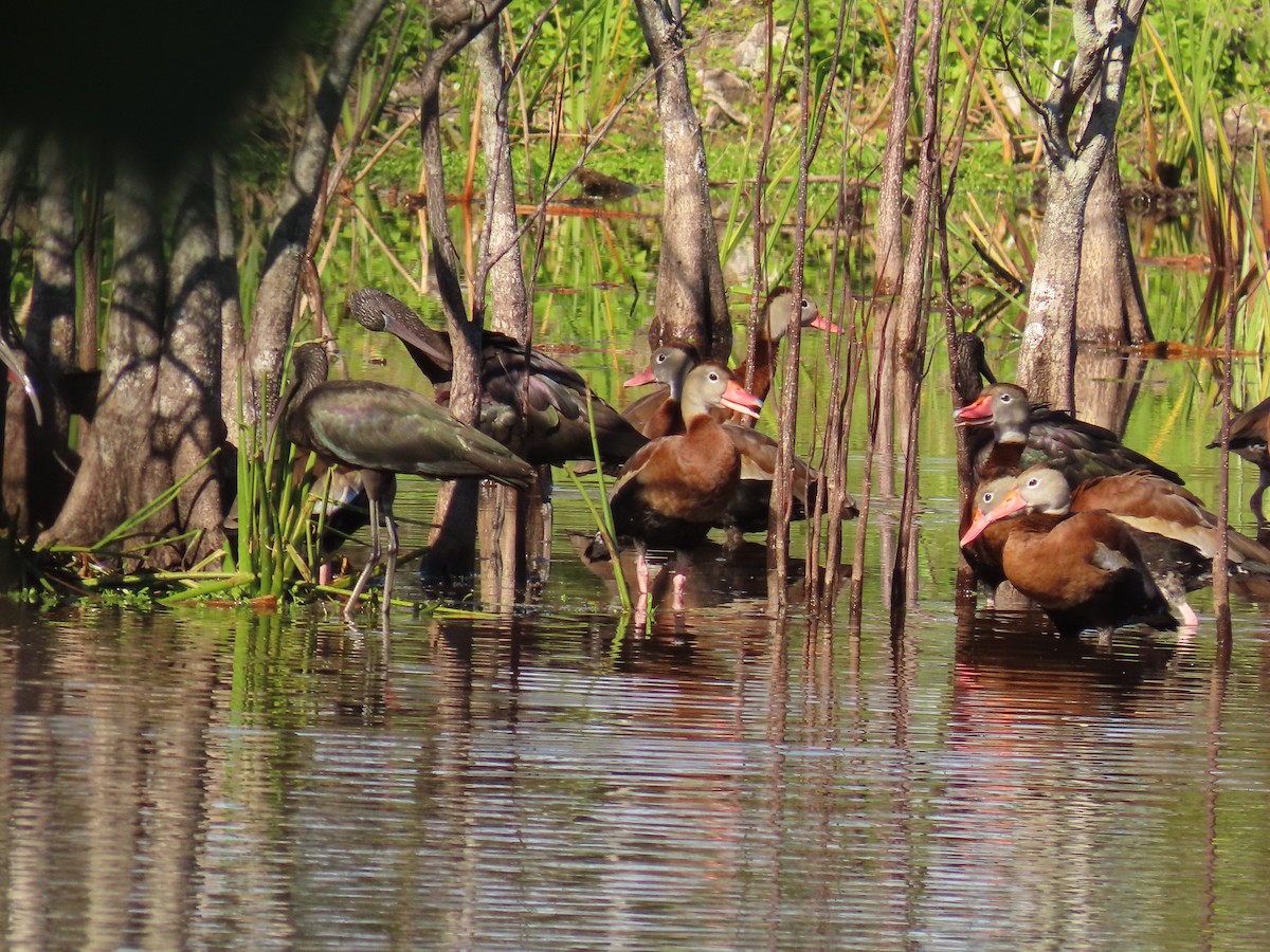 Black-bellied Whistling-Duck - ML647861030