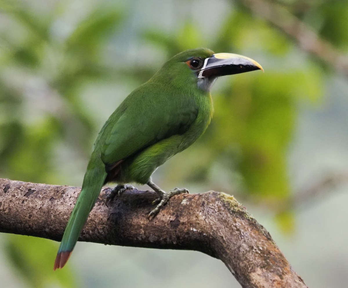Southern Emerald-Toucanet - ML647861031