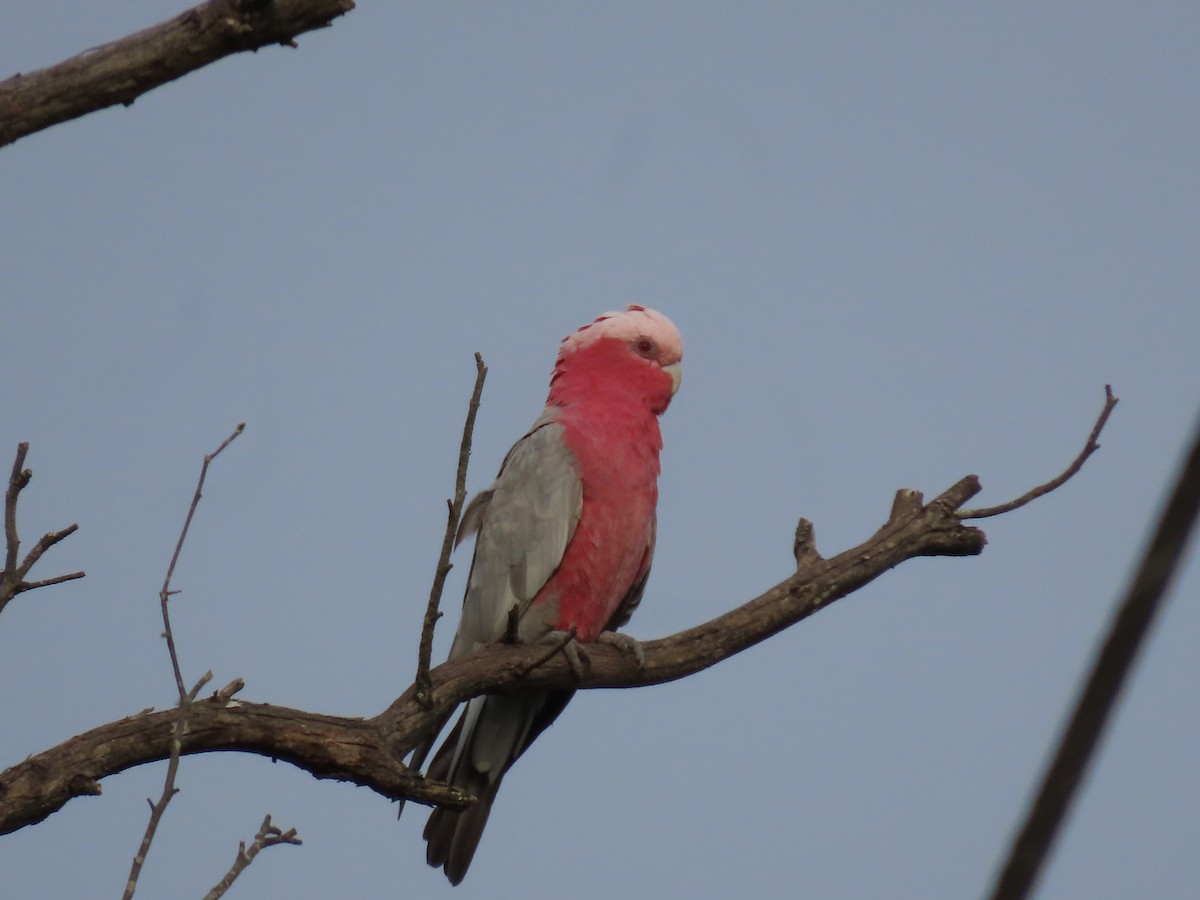 Galah - ML647861034