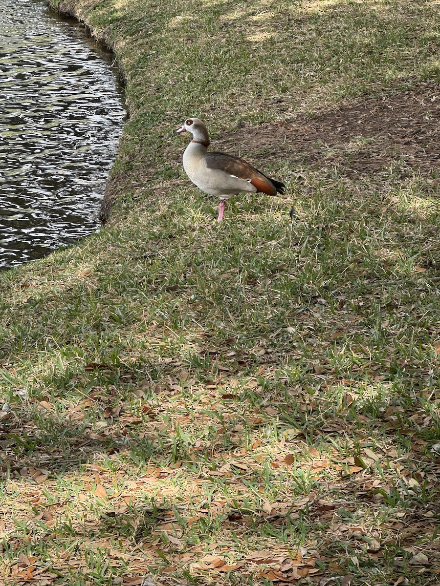Egyptian Goose - ML647861035