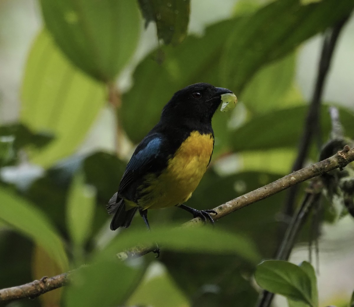 Black-and-gold Tanager - ML647861036