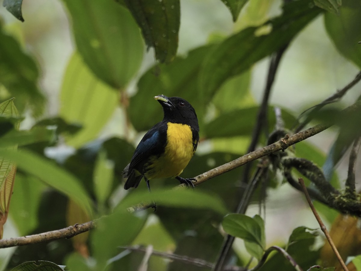 Black-and-gold Tanager - ML647861037