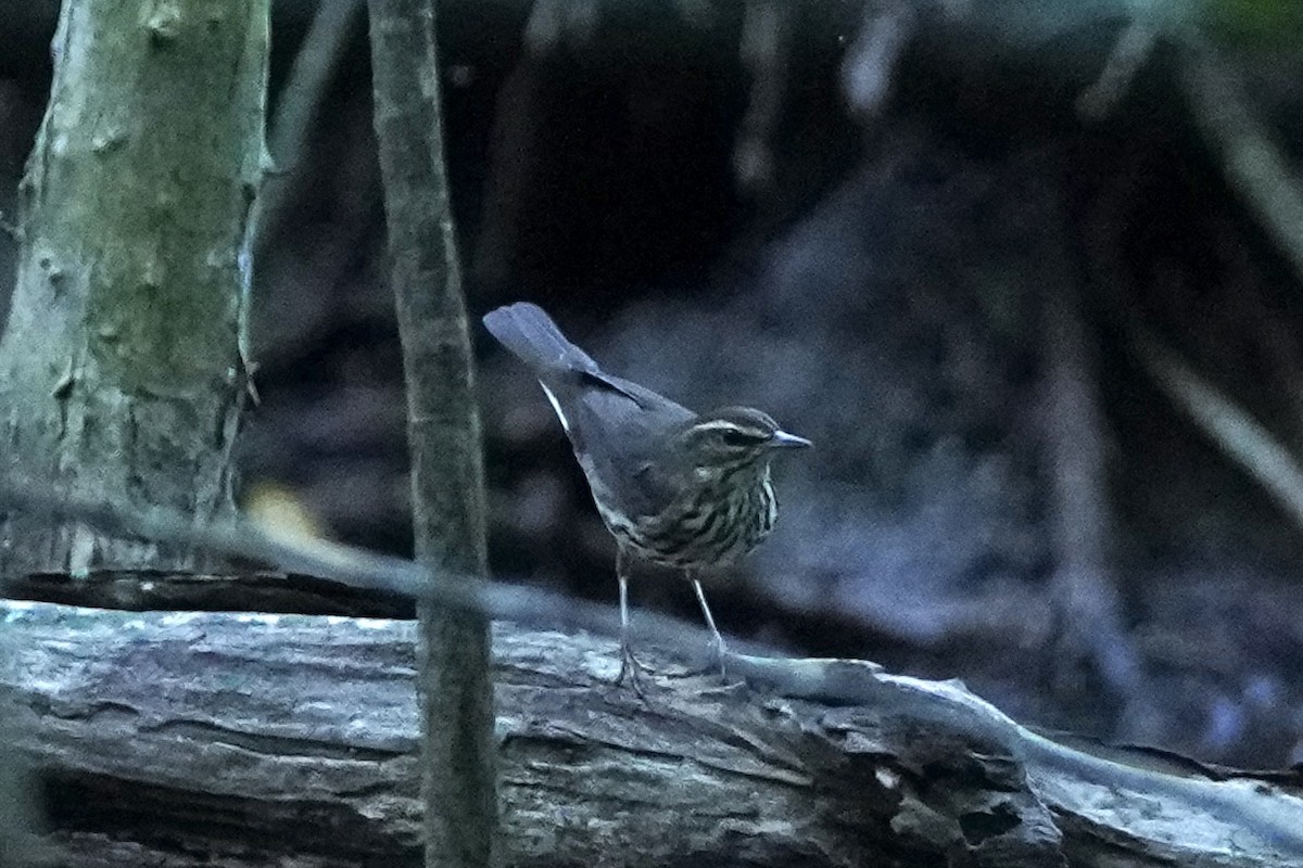 Northern Waterthrush - ML647861039