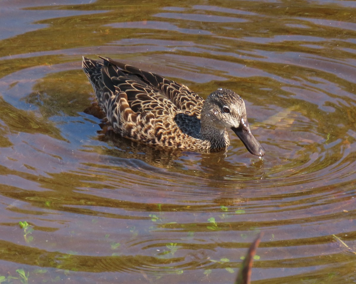 Blue-winged Teal - ML647861040