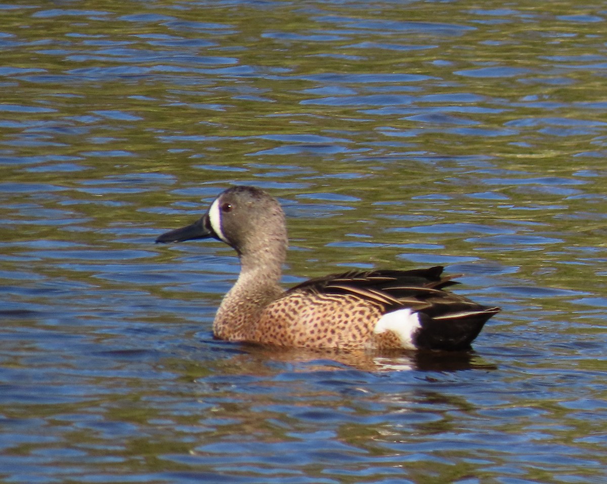 Blue-winged Teal - ML647861041