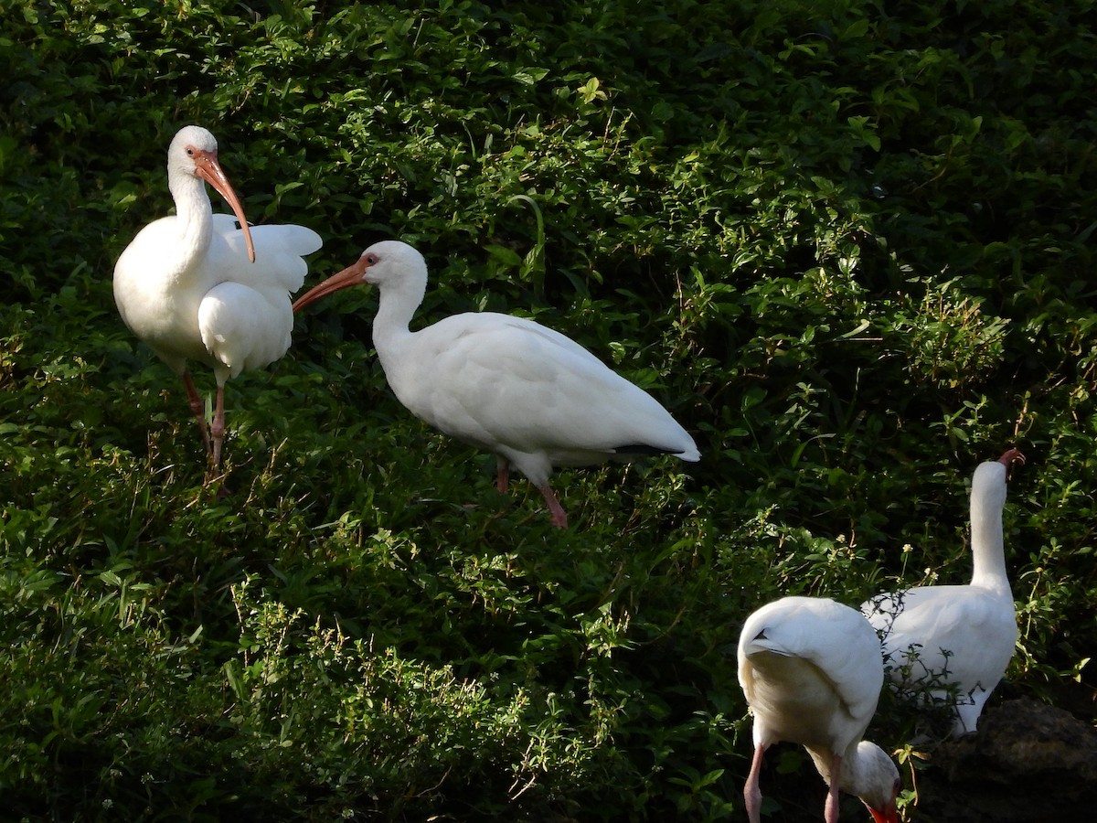White Ibis - ML647861042