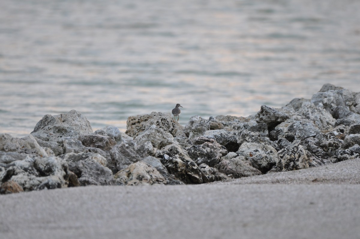 コシグロクサシギ - ML647861044