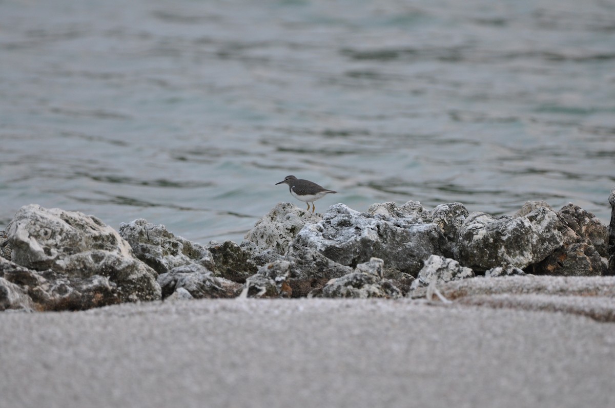 コシグロクサシギ - ML647861045