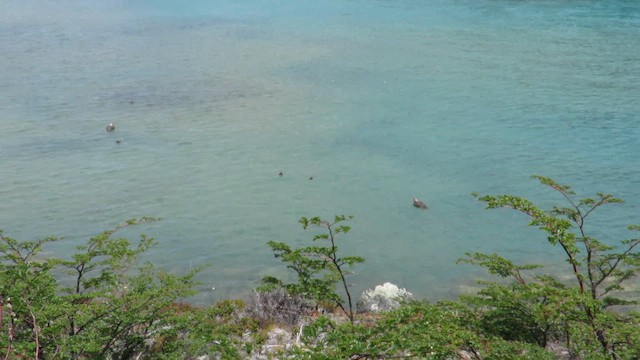 Качка-пароплав патагонська - ML647861047