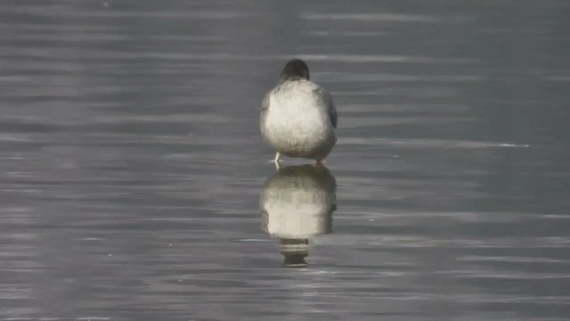 Лиска американська - ML647861053