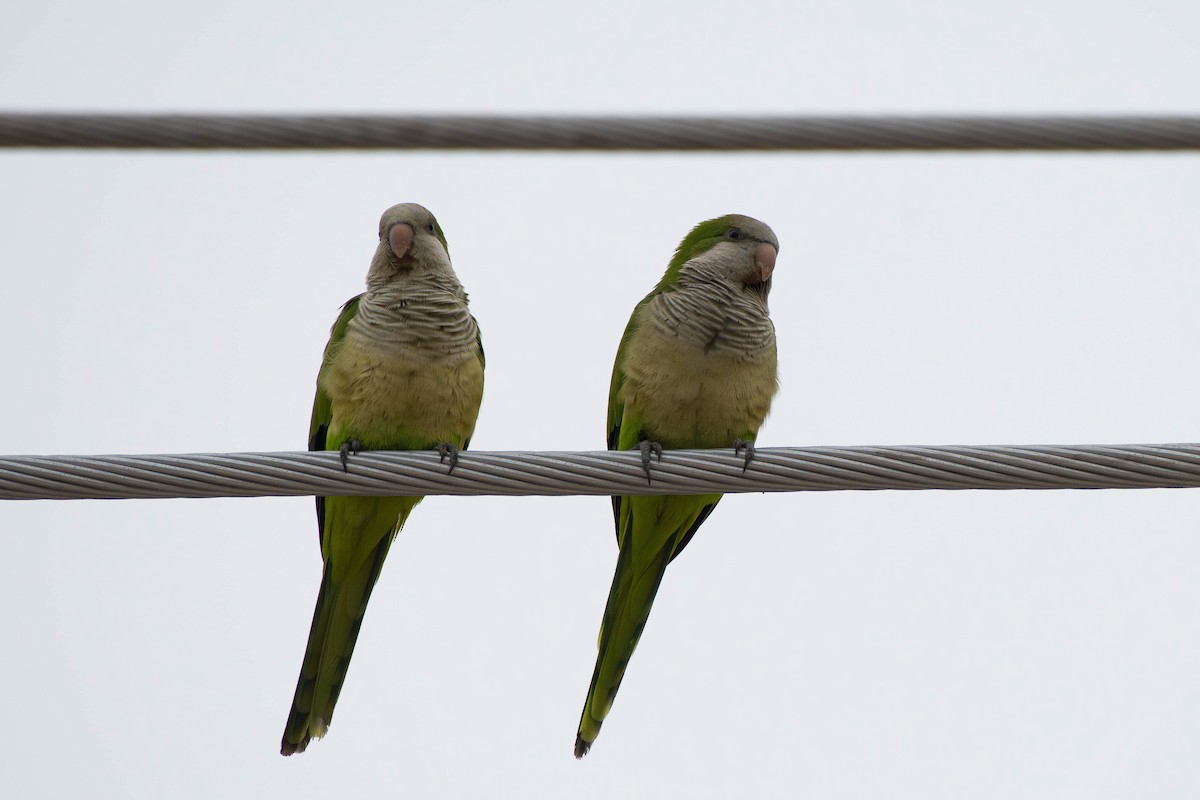 Калита сіроволий - ML647861094