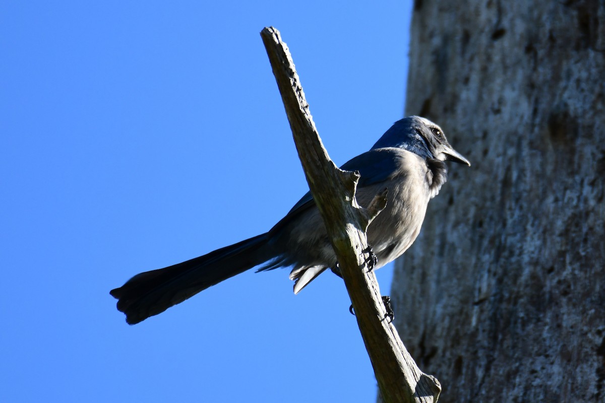 Florida Scrub-Jay - ML647861118