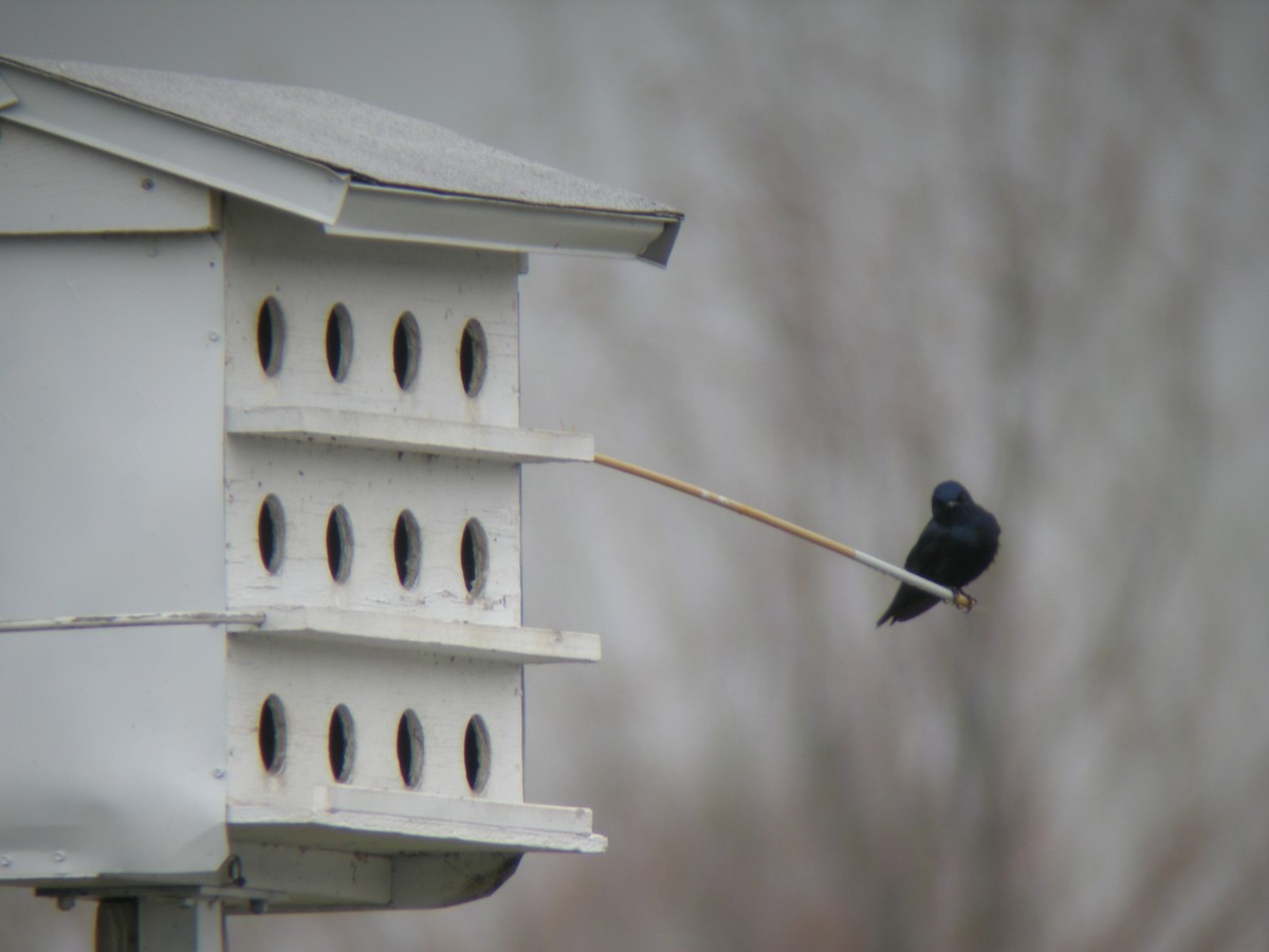 Purple Martin - ML647861119