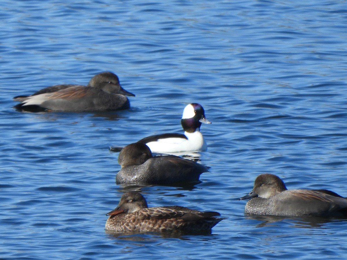 Bufflehead - ML647861140
