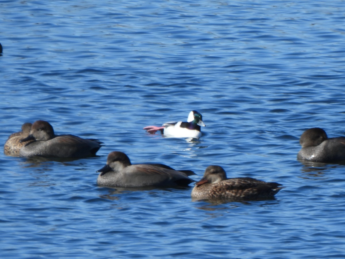 Bufflehead - ML647861141