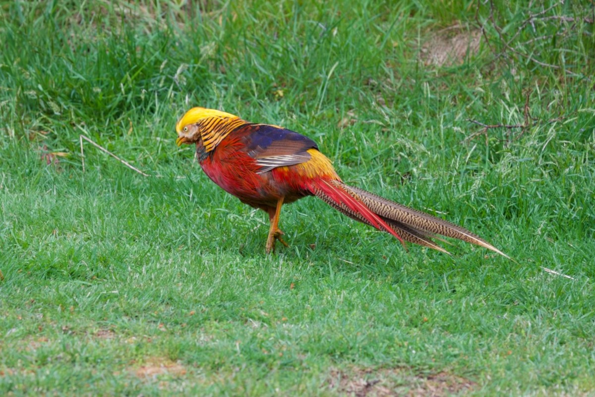 Фазан золотий - ML647861153